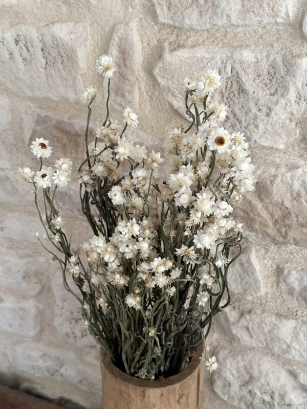 Ammobium séché