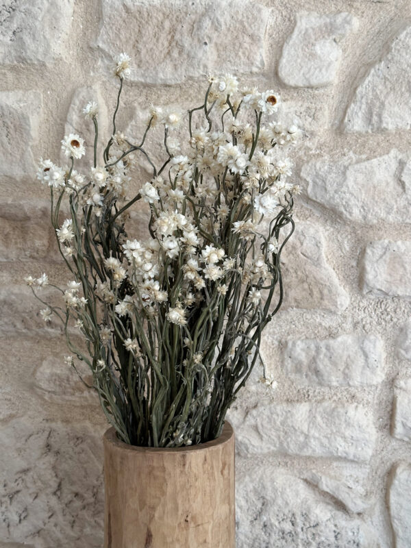 Ammobium séché – Image 2