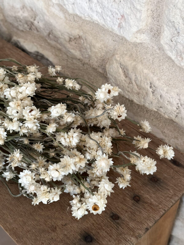 Ammobium séché – Image 3