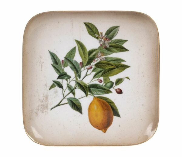 Plateau citronnier botanique – Image 3