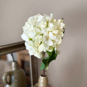 Hortensia - blanc