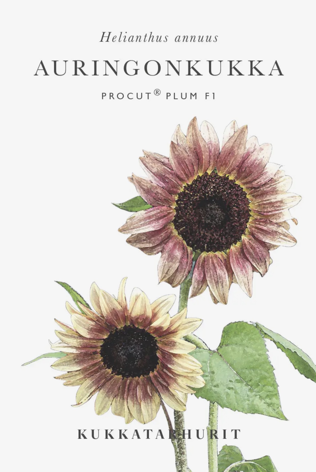 Tournesol « Pro cut plum » – Image 3