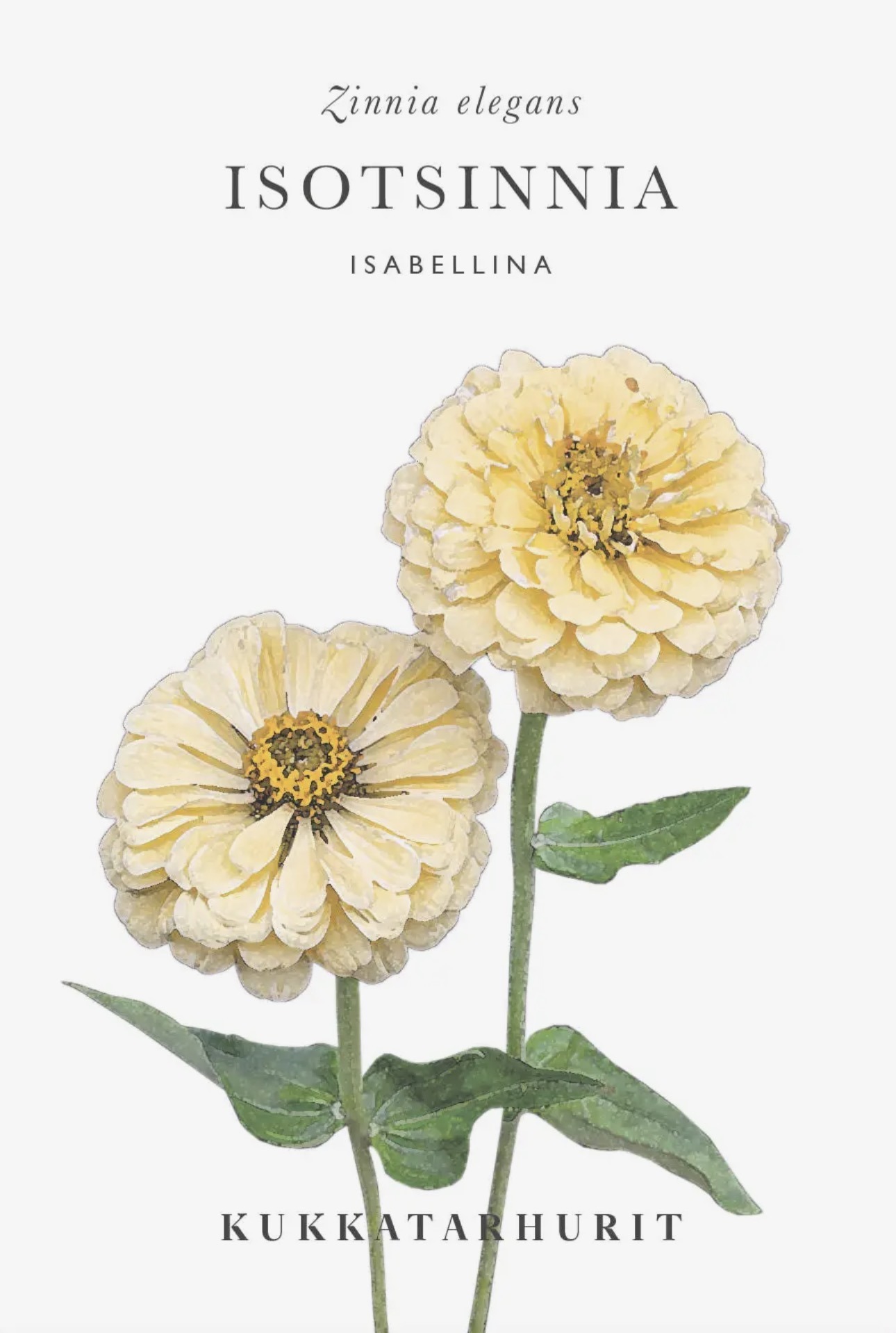 Zinnia « Isabellina » – Image 3