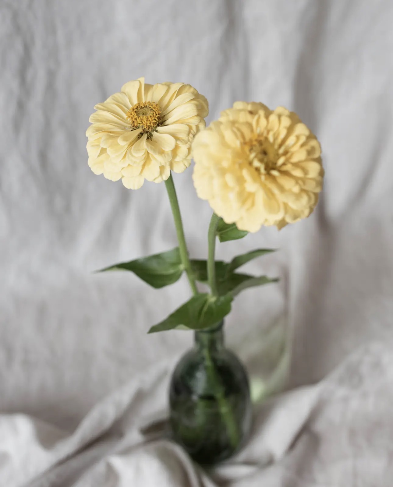 Zinnia « Isabellina » – Image 2