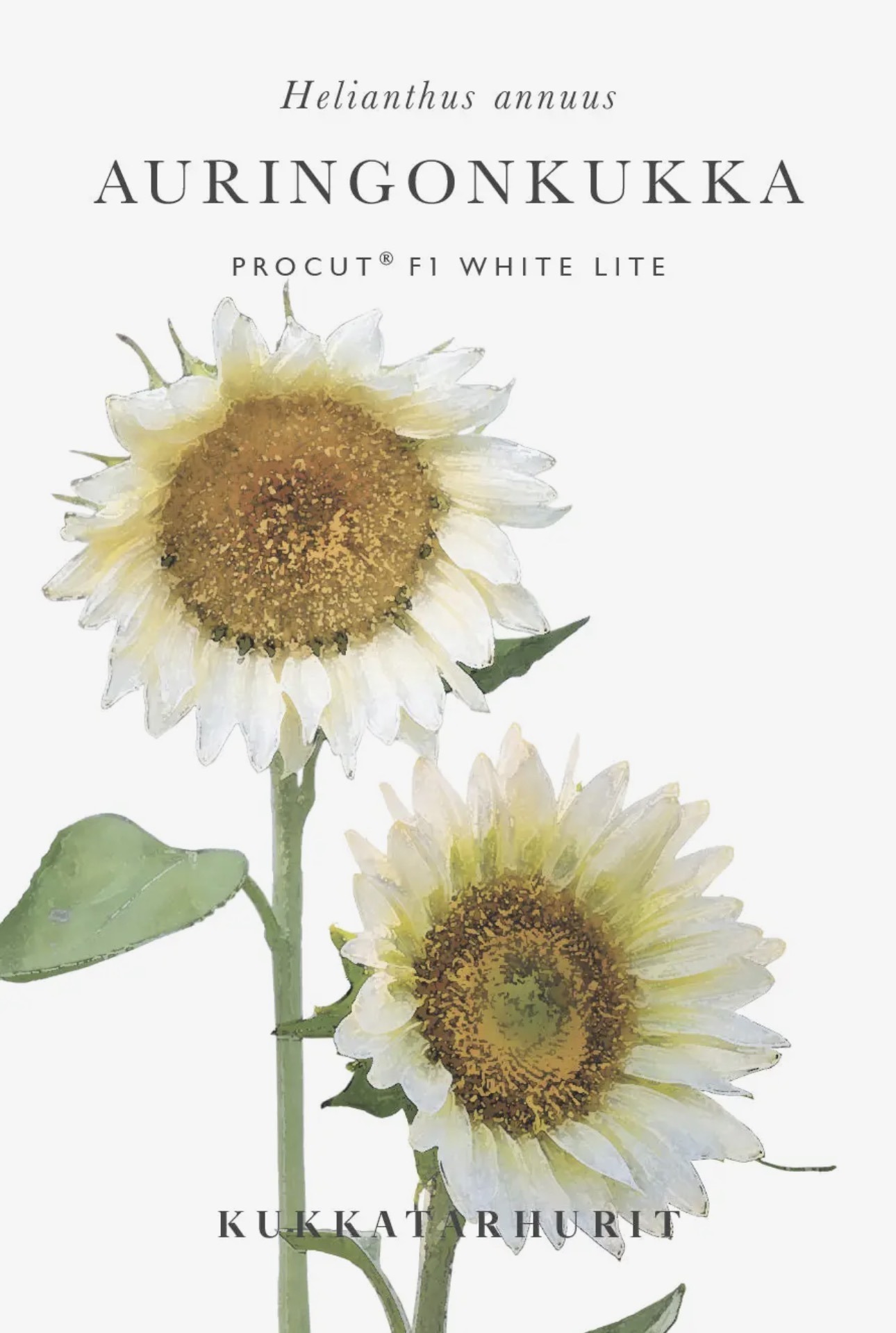 Tournesol « White lite » – Image 4
