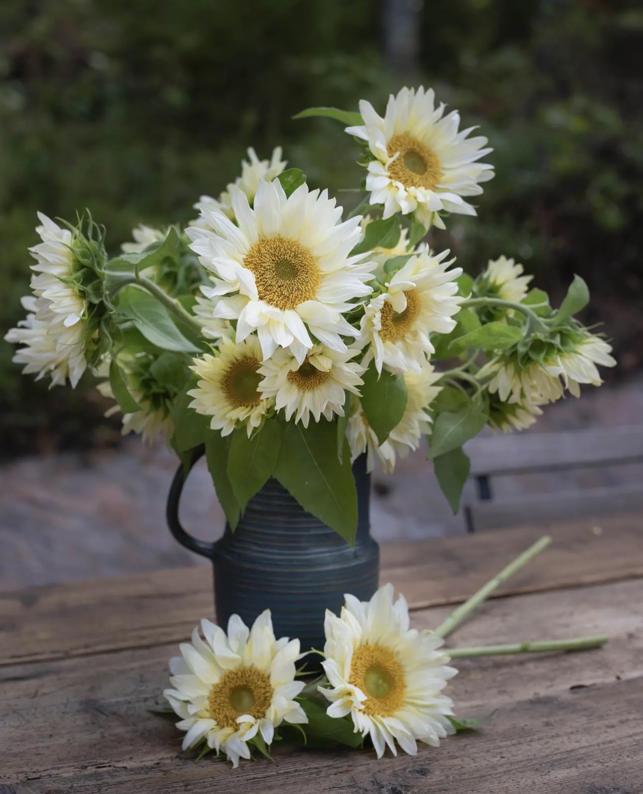 Tournesol « White lite » – Image 3