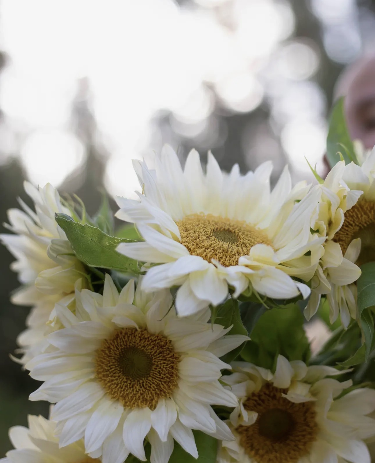Tournesol « White lite » – Image 2