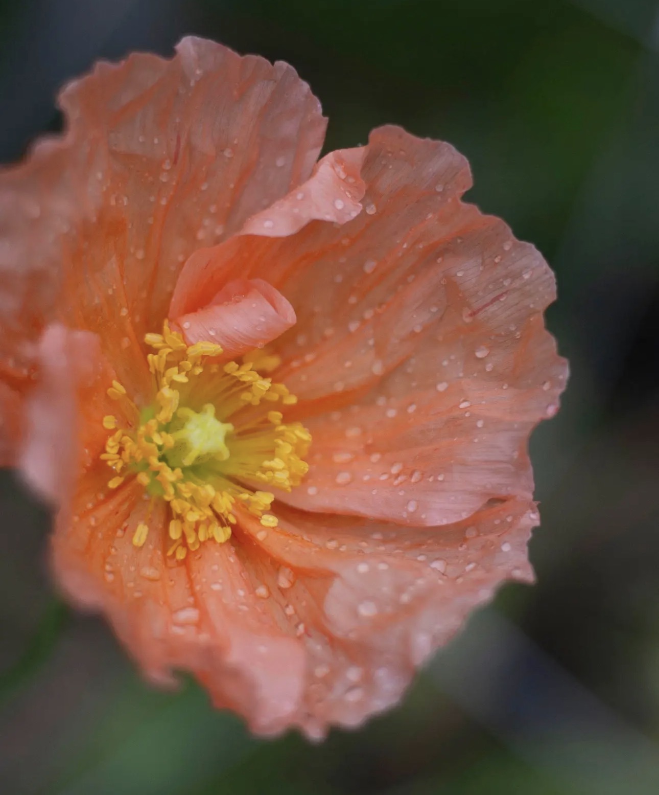 Pavot « Colibri » – Image 3