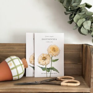 Zinnia « Isabellina »