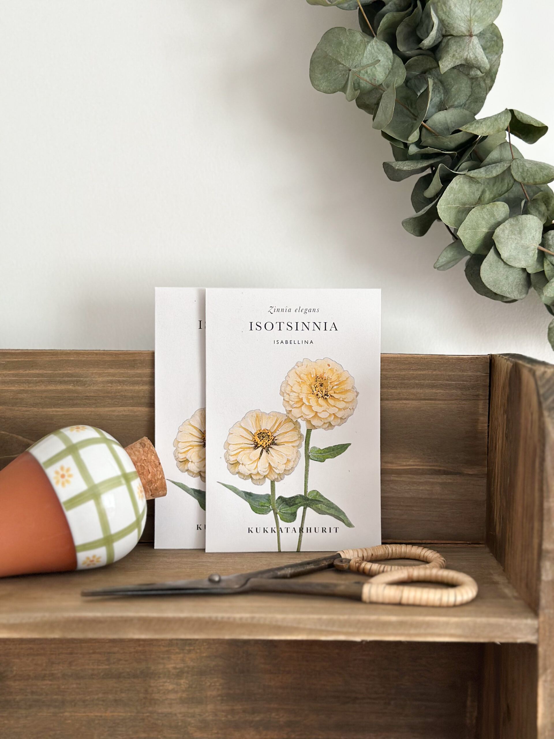 Zinnia « Isabellina »